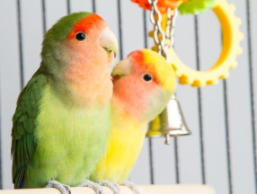 Dovey