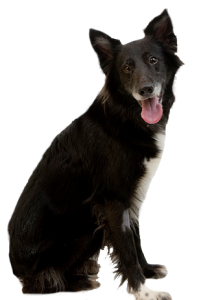 Senior Dog cutout