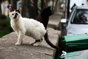 cat