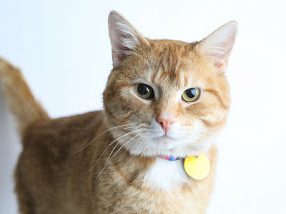 cat myths