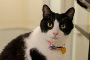 Chili