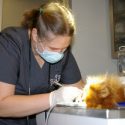 dentistry