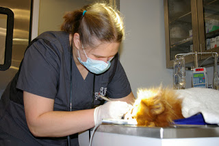 dentistry