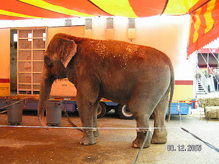 elephant