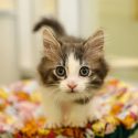 kitten
