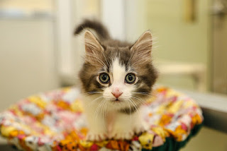 kitten