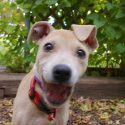 Alice the pit bull