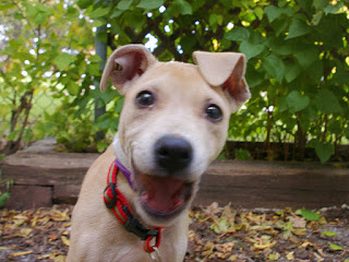 Alice the pit bull