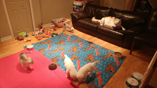 Mariah and her puppies on Jan. 10.