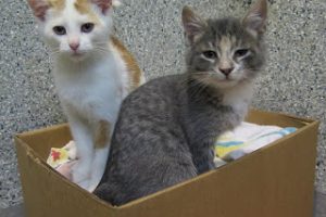 cats