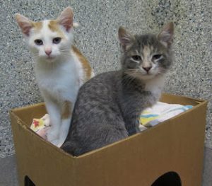 cats