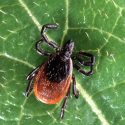 Black-Legged tick