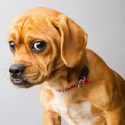 sad dog