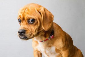 sad dog