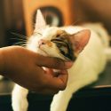Cat hoping for a second chance