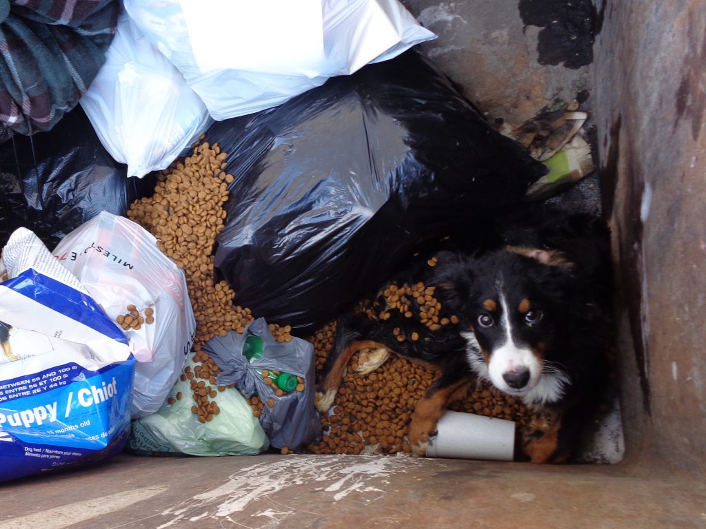 A dog trapped in a dumpster.