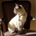 Cat sitting on chair looking out a window