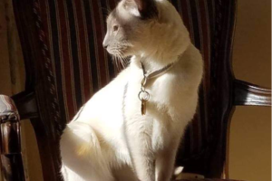 Cat sitting on chair looking out a window