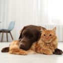 Dog and cat laying on the floor with dog laying head on cat's body