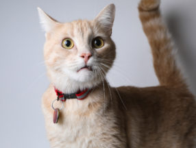 Surprised looking cat looking at the camera wearing a collar