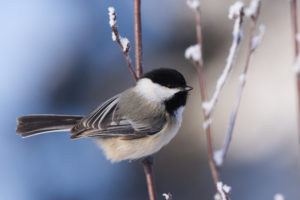 Small bird standing on a snowy branch