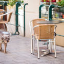 Dog walking past table and chair outdoors