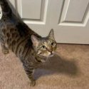 Cat on carpet looking up