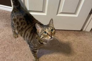 Cat on carpet looking up