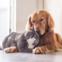 Cat and dog laying on the floor with their heads rested against each other