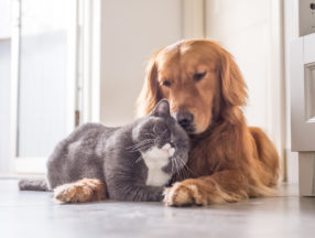 Cat and dog laying on the floor with their heads rested against each other