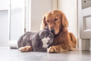 Cat and dog laying on the floor with their heads rested against each other