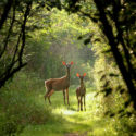 Two deer is a forest