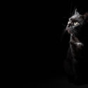 Black cat looking into darkness
