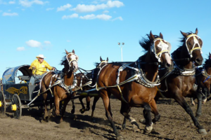 Chuck horse racing