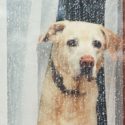 Sad dog looking out of a rainy window