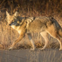 coyote walking on sidewalk beside field