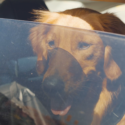 Dog looking out of window from inside car
