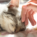 Cat sleeping with a hand petting her forehead