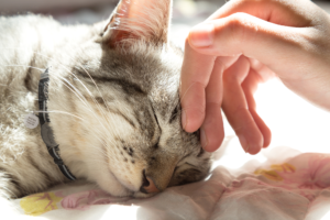 Cat sleeping with a hand petting her forehead