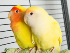 Two yellow birds sitting beside each other in a cage