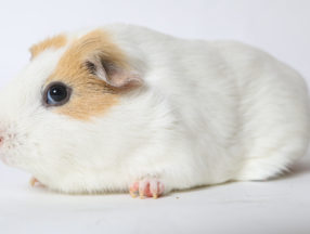 close up of a white and brown hamster