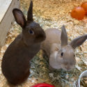 a brown and beige rabbit sitting on woodchips