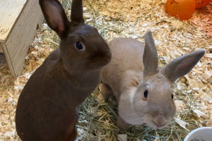 a brown and beige rabbit sitting on woodchips