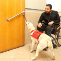 Service dog pulling a door open for a man in a wheelchair.