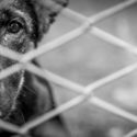 black and white photo of a sad dog looking through a fence.