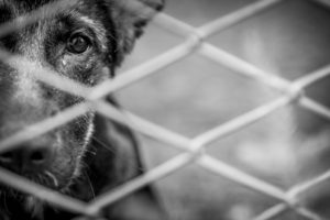 black and white photo of a sad dog looking through a fence.