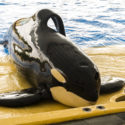 Ocra whale laying on pool platform