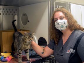 OHS staff petting tabby cat in cage.