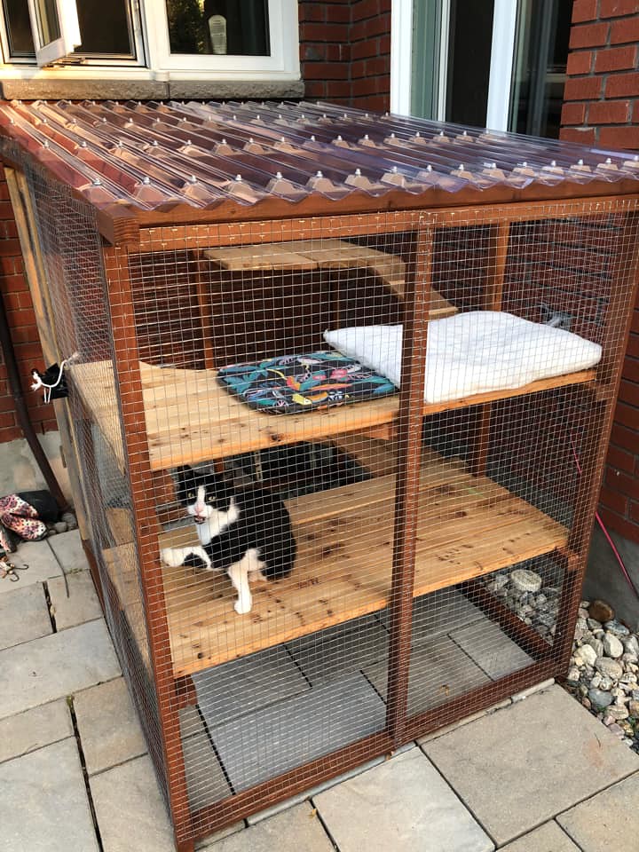 Black and white cat sitting in an outdoor enclosure or
