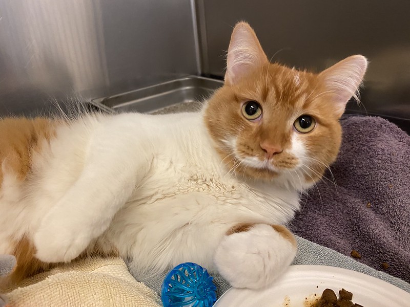 Injured white and orange cat laying down.